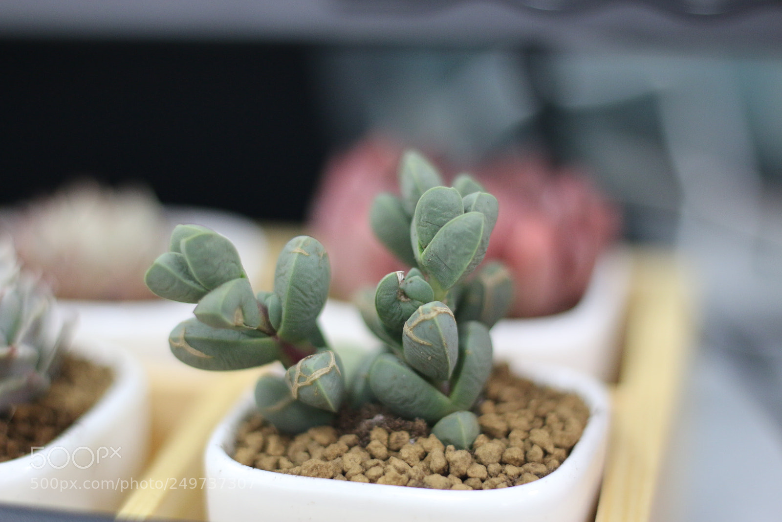 Canon EOS 70D + Canon EF 50mm F1.8 STM sample photo. Untitled photography