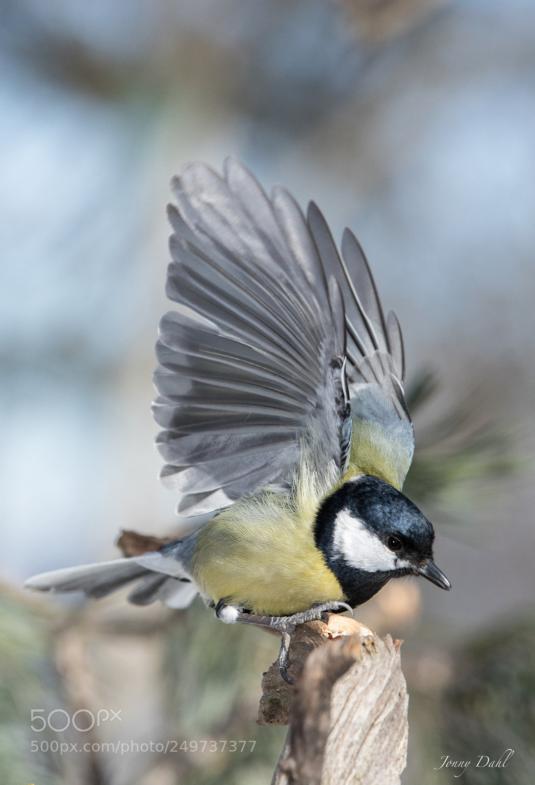 Canon EOS 5D Mark IV sample photo. Parus major photography