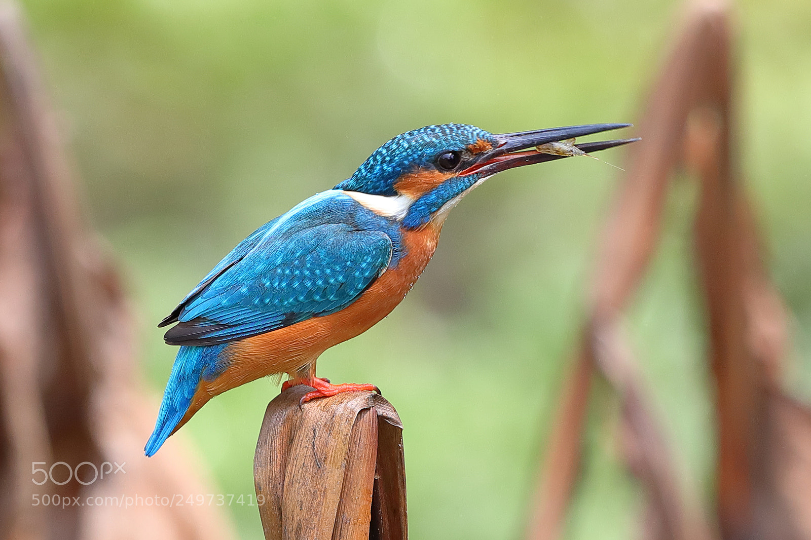 Canon EOS-1D X Mark II sample photo. Kingfisher and shrimp photography