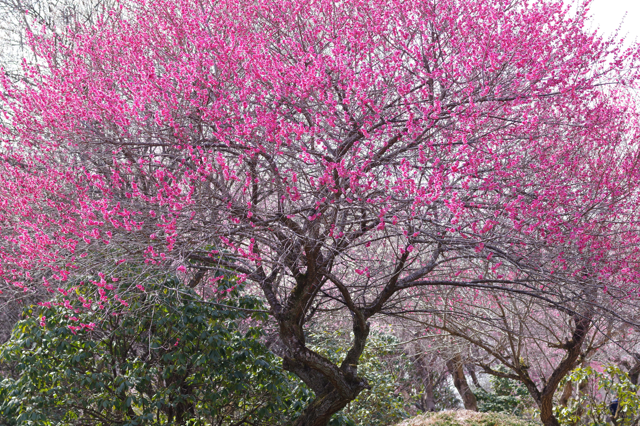 Pentax smc D-FA 50mm F2.8 Macro sample photo