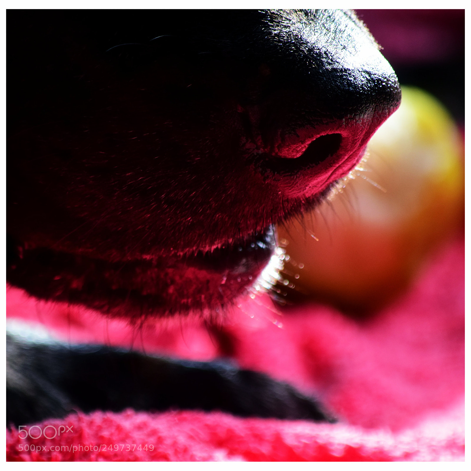 Nikon D5300 sample photo. "bonjumonbiju ..." ;-) photography