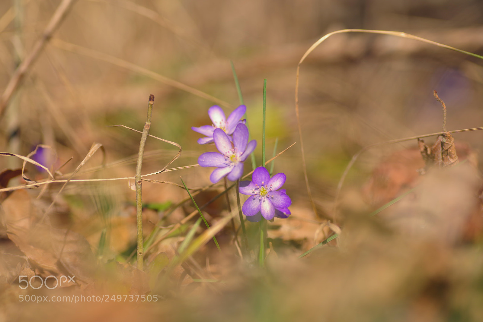 Pentax K-1 sample photo. Spring photography