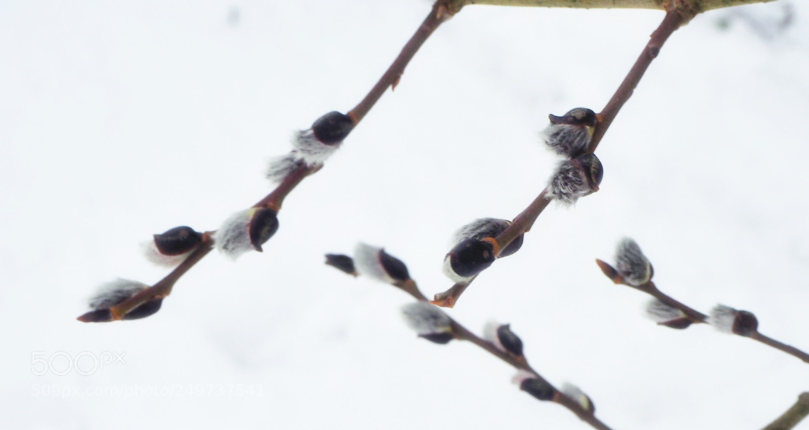Olympus OM-D E-M10 II sample photo. Sign of spring photography