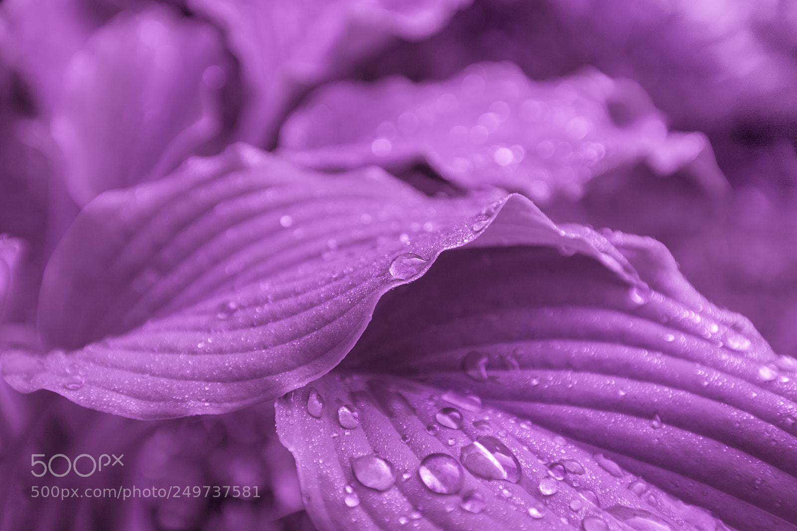 Canon EOS 5D sample photo. Leaves hosta drops rain photography