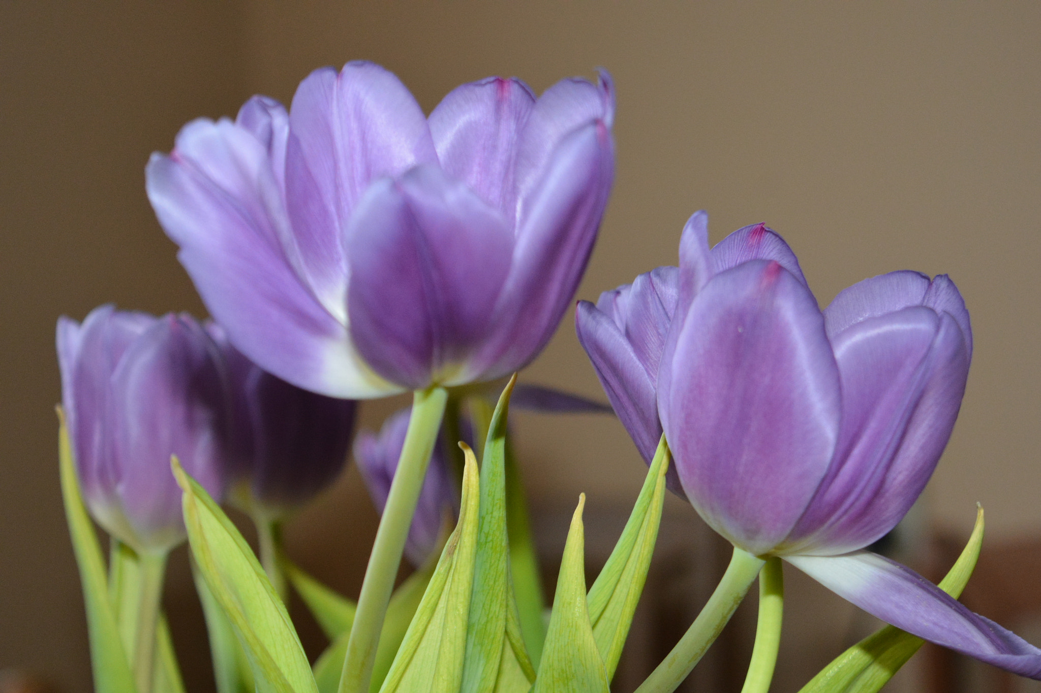 Nikon D7100 sample photo. Tulip photography