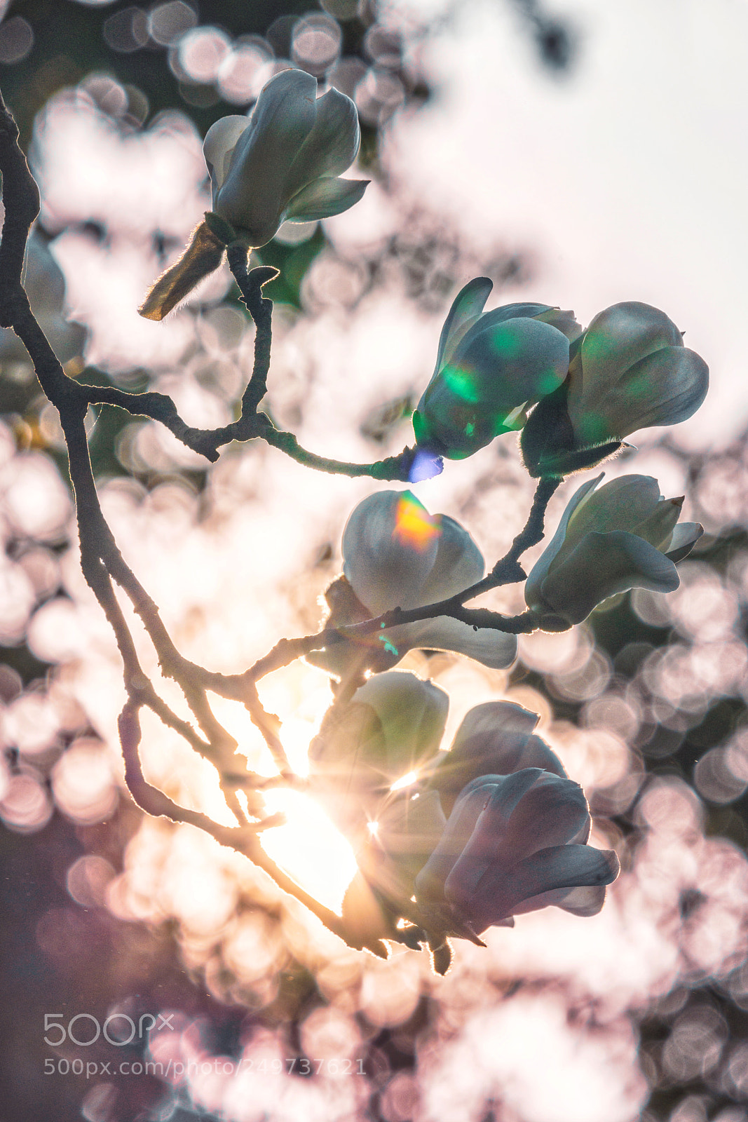 Sony a7R III sample photo. 玉兰 photography