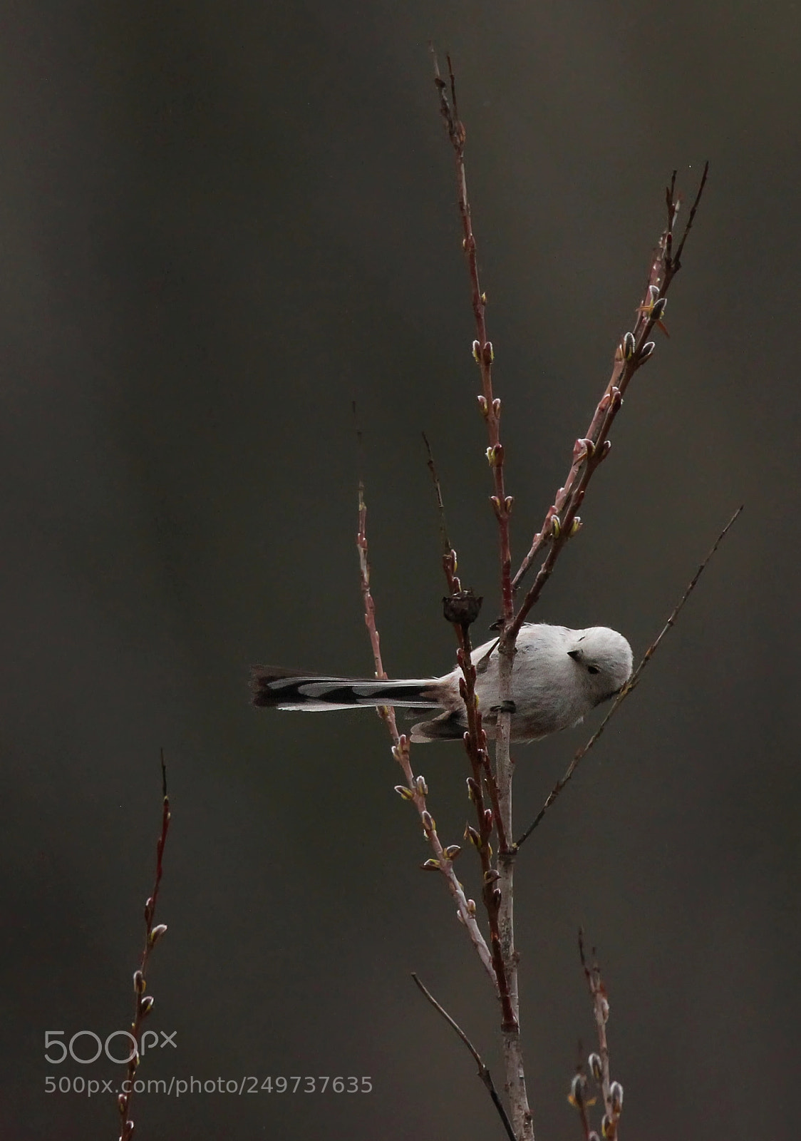 Canon EOS 550D (EOS Rebel T2i / EOS Kiss X4) sample photo. The spring is coming photography