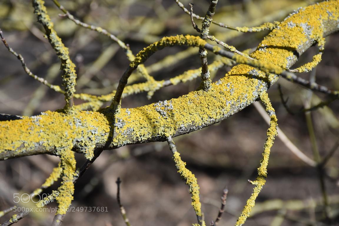 Nikon D7200 sample photo. Curved photography