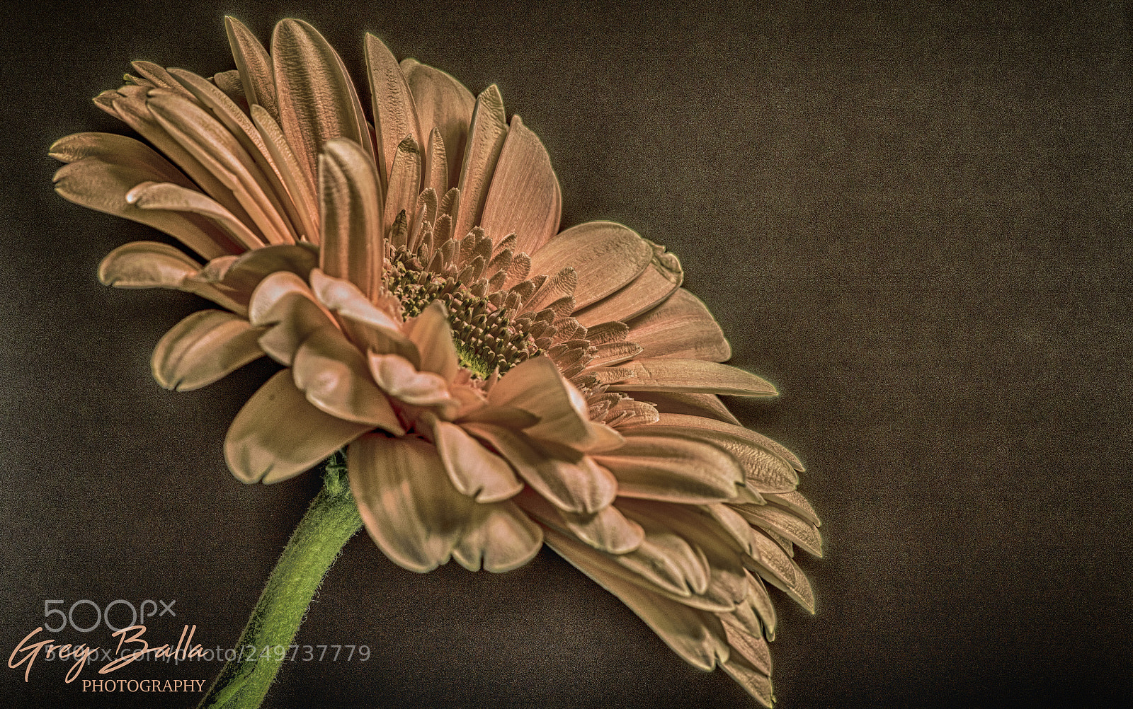 Nikon D600 sample photo. Hdr gerbera series photography