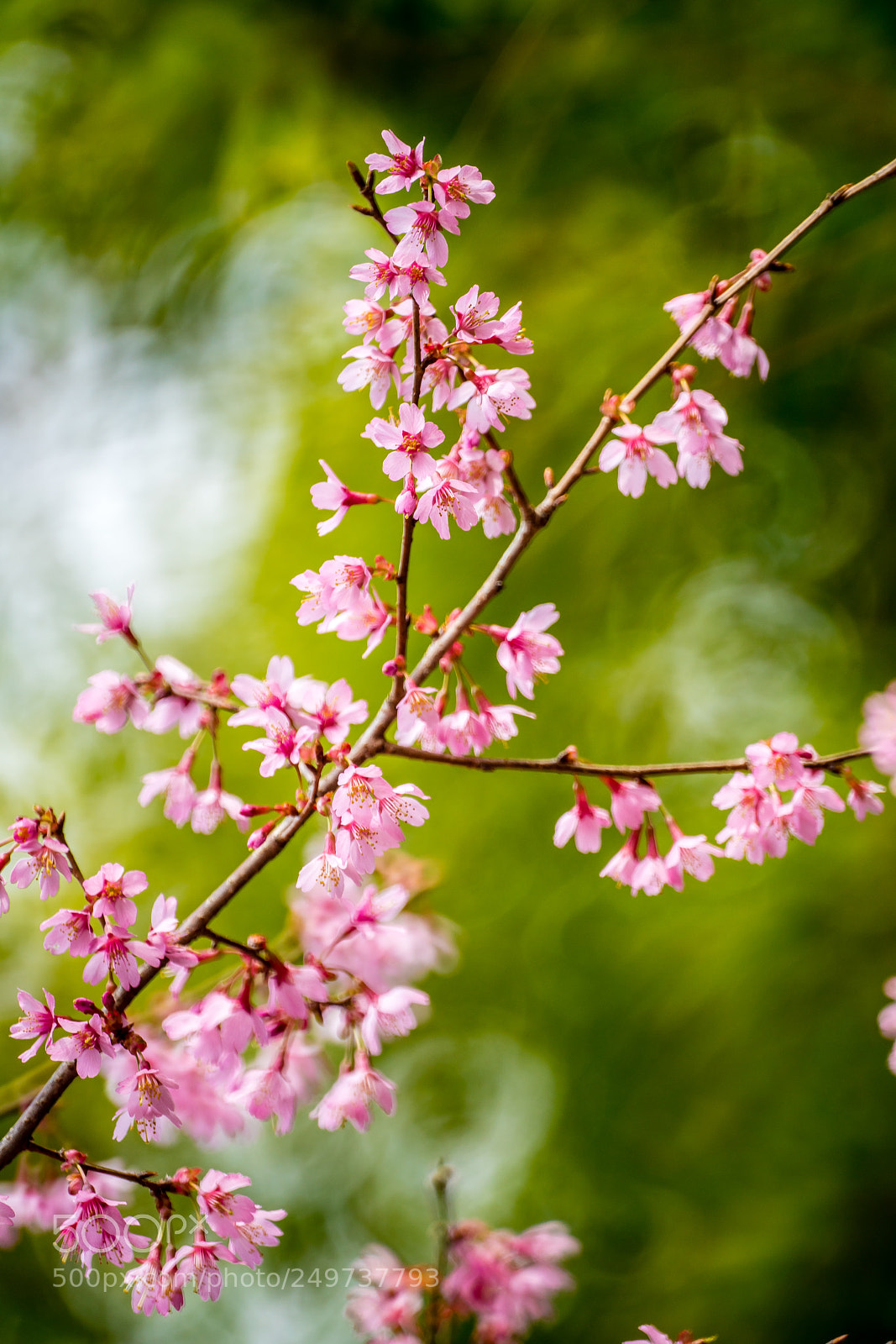 Sony a7R II sample photo. Okame sakura photography