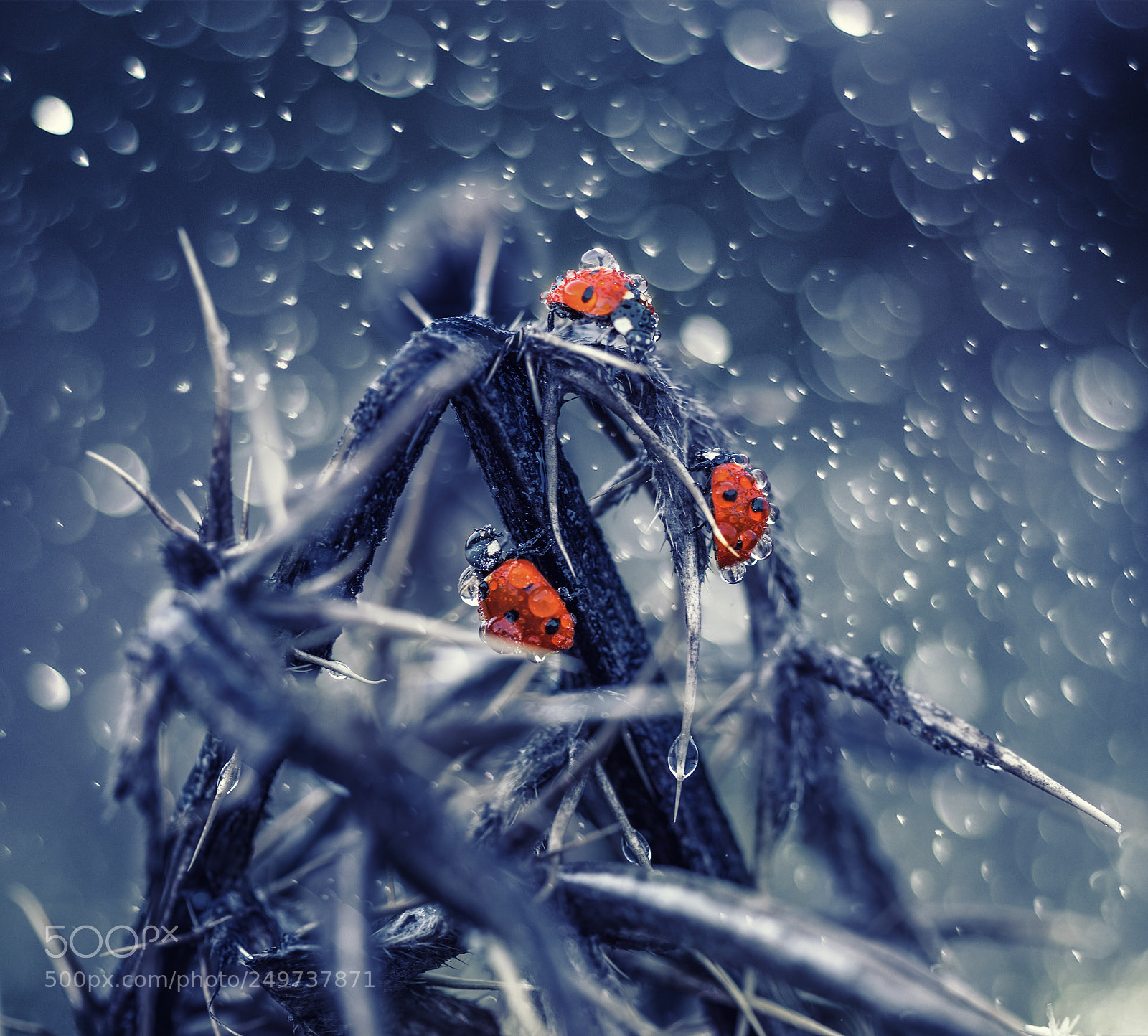 Canon EOS 5D Mark IV sample photo. Ladybirds photography