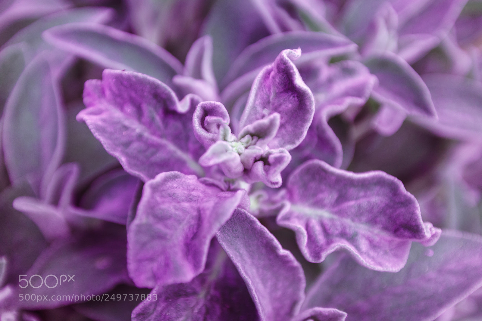 Canon EOS 5D sample photo. Ultraviolet texture leaves close photography