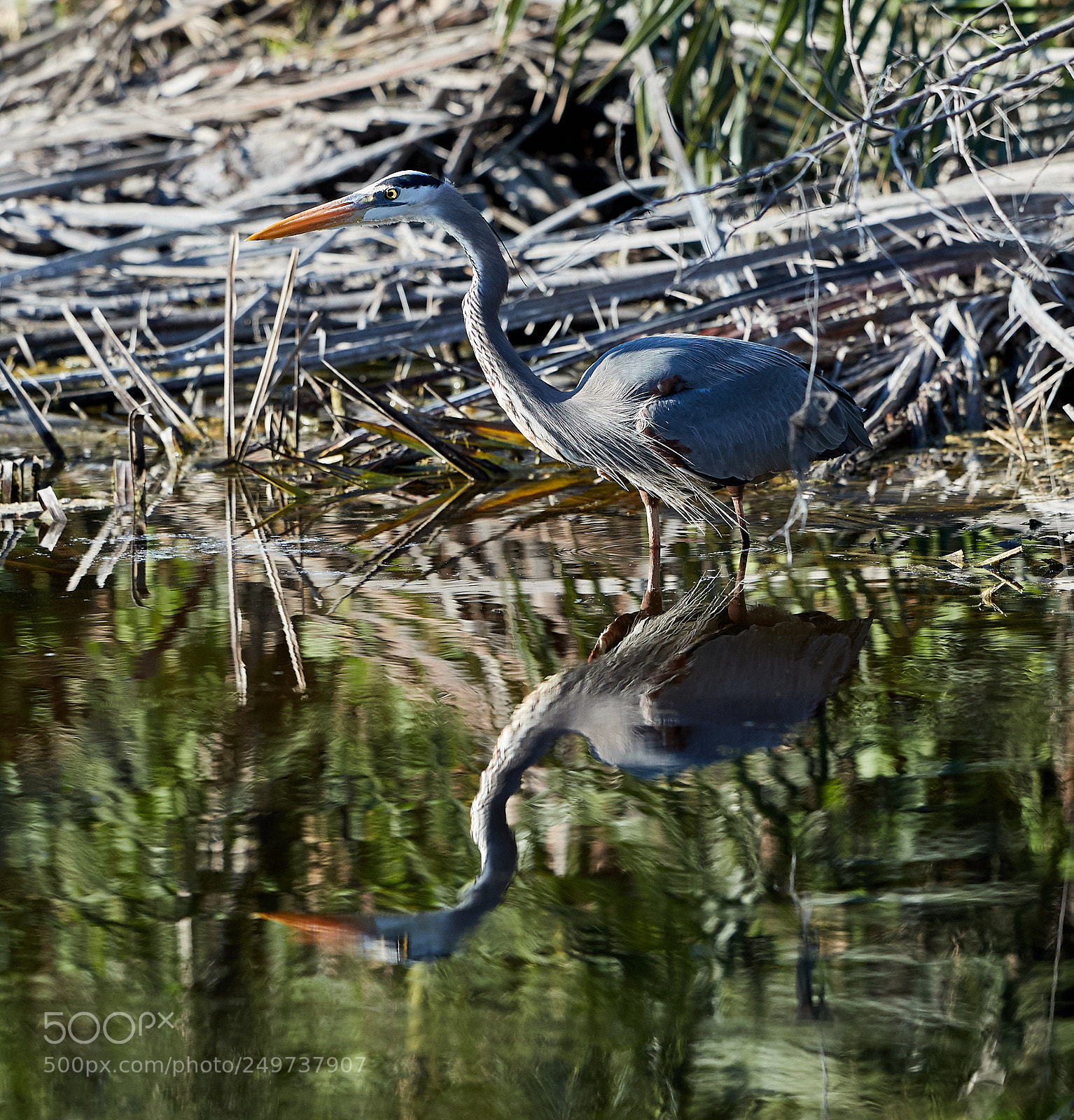 Canon EOS-1D X Mark II sample photo. 03-18-18-0008167.jpg photography