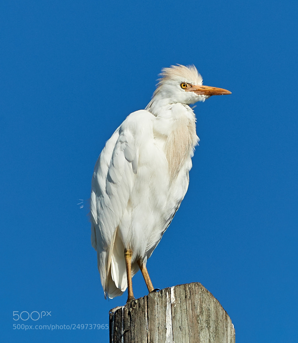 Canon EOS-1D X Mark II sample photo. 03-18-18-0008152.jpg photography
