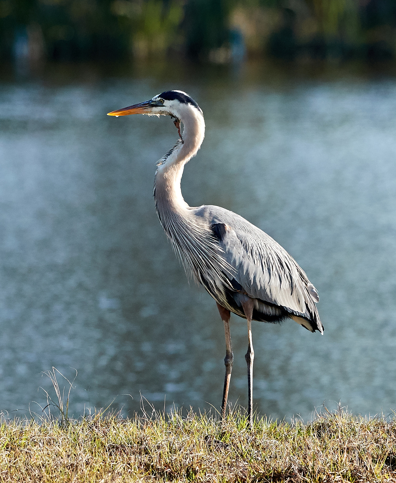 Canon EOS-1D X Mark II sample photo. 03-18-18-0008151.jpg photography