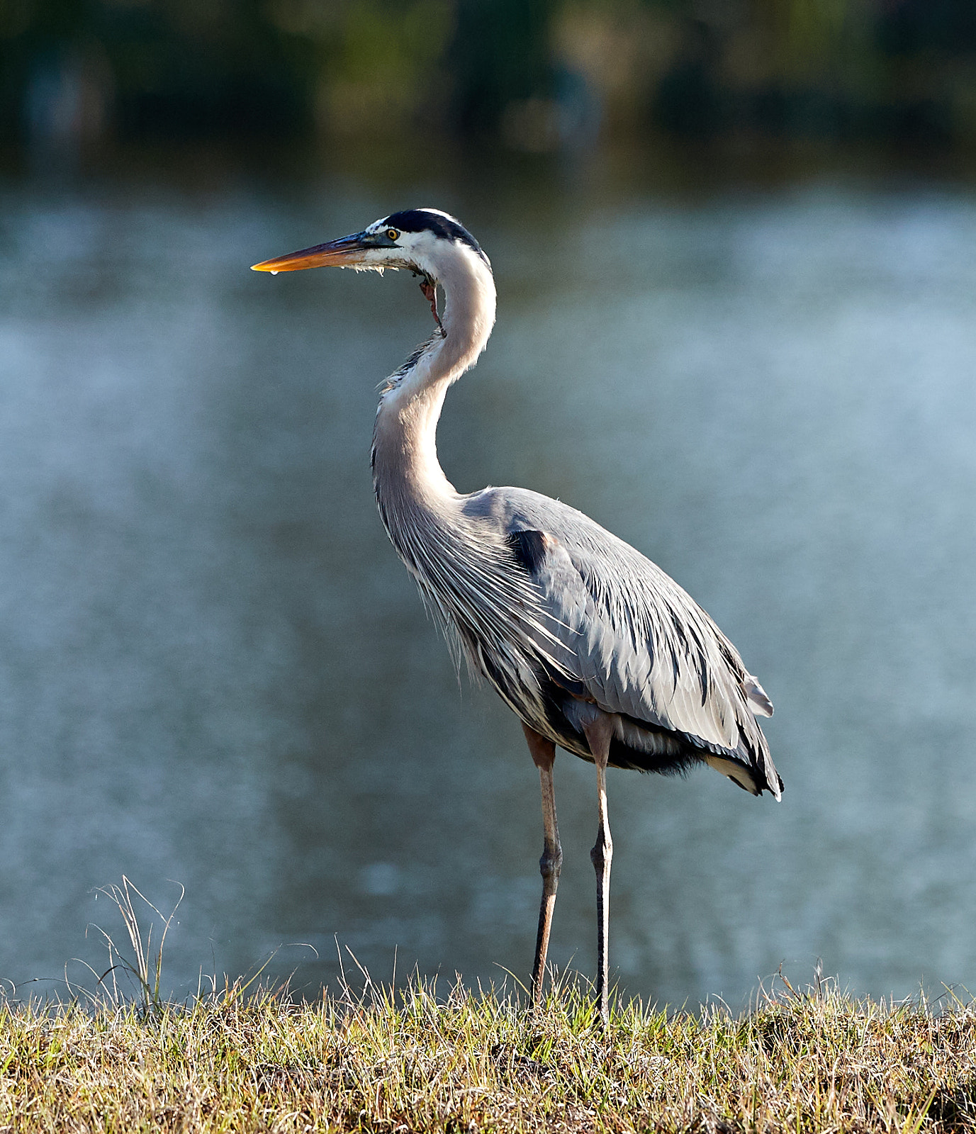 Canon EOS-1D X Mark II sample photo. 03-18-18-0008150.jpg photography