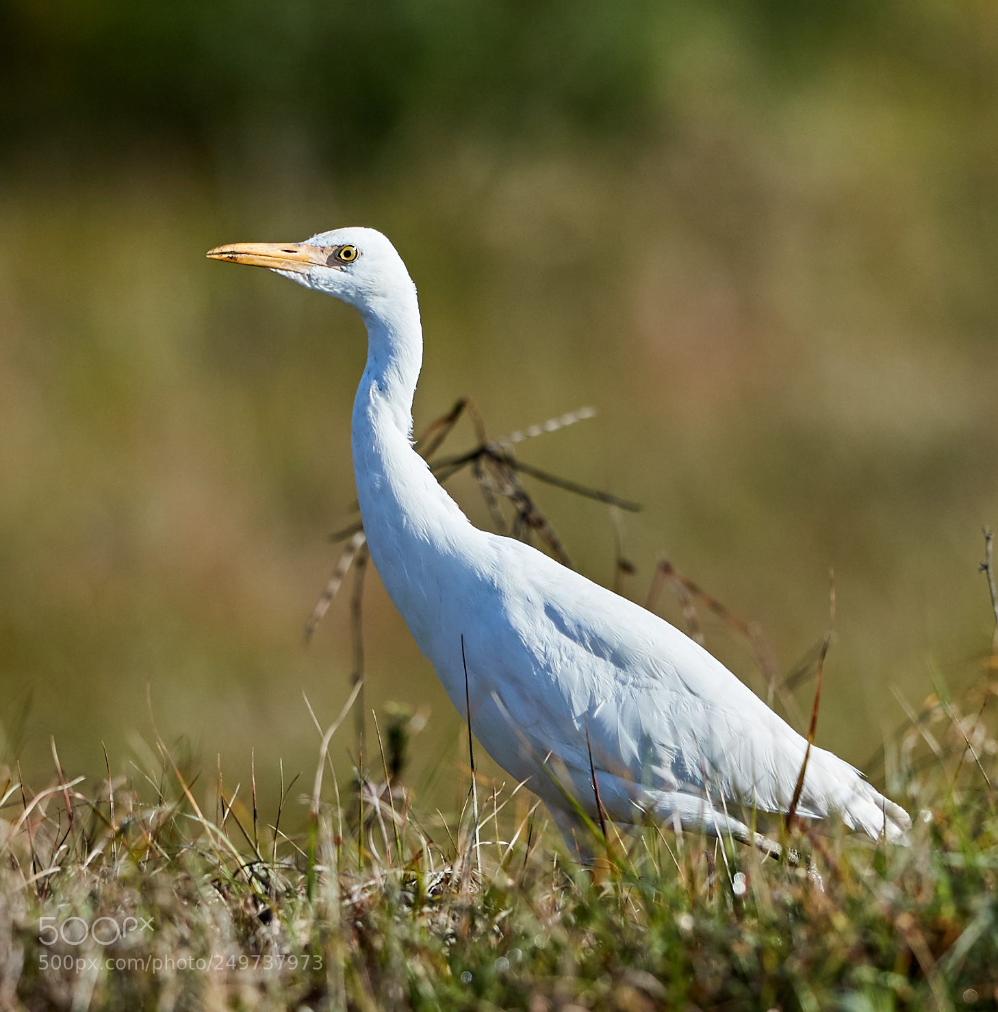 Canon EOS-1D X Mark II sample photo. 03-18-18-0008147.jpg photography