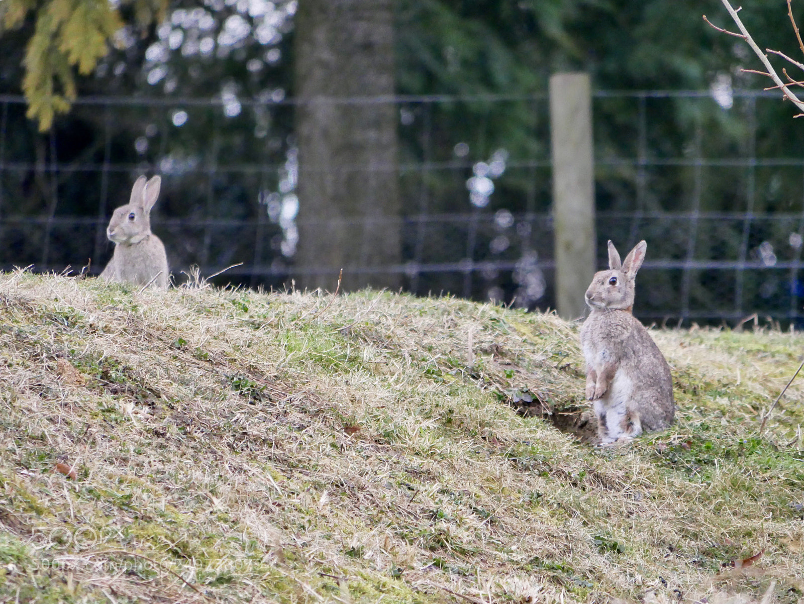 Panasonic Lumix DMC-G85 (Lumix DMC-G80) sample photo. The rabbits  photography