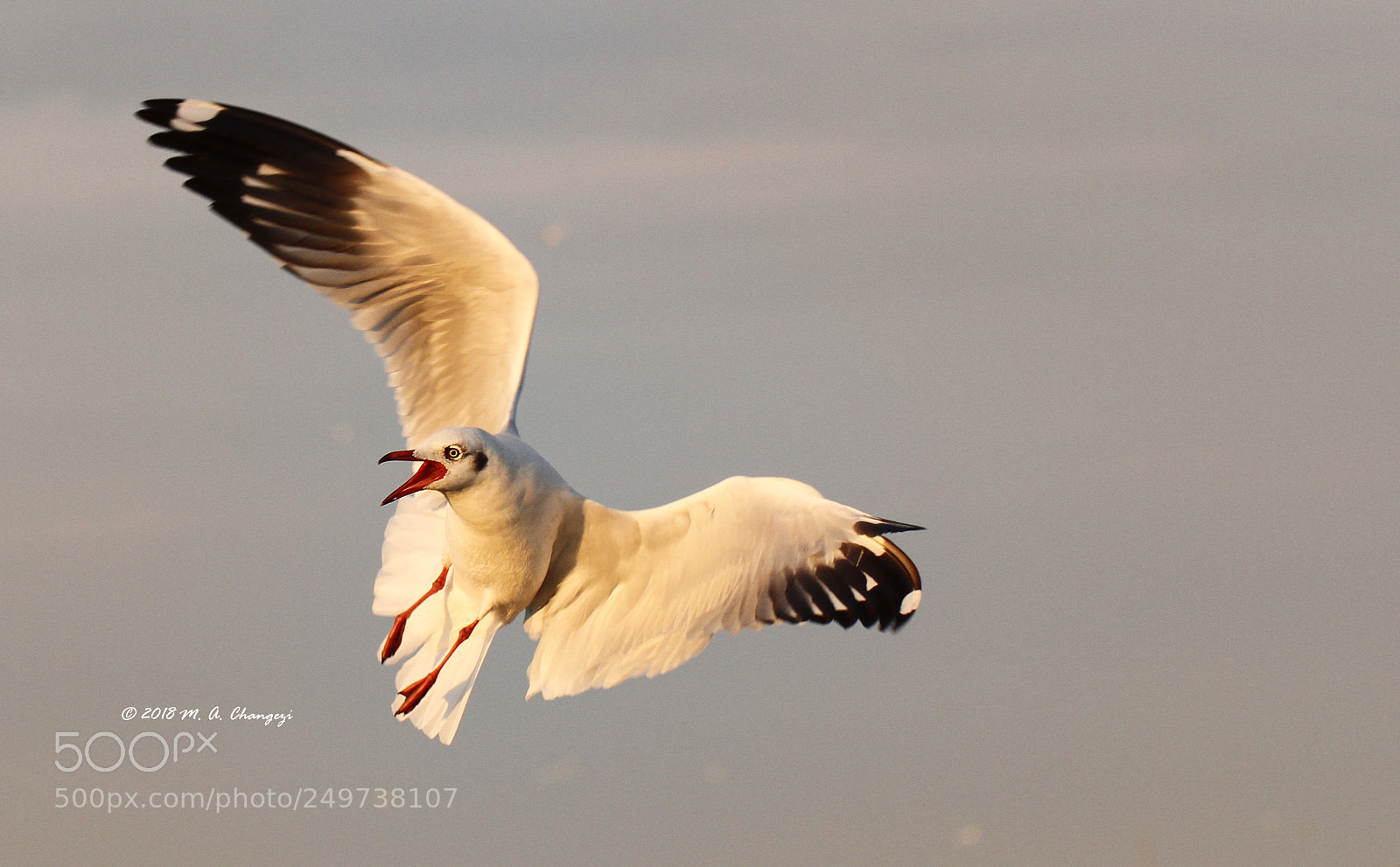 Canon EOS 7D sample photo. Preparing to land photography