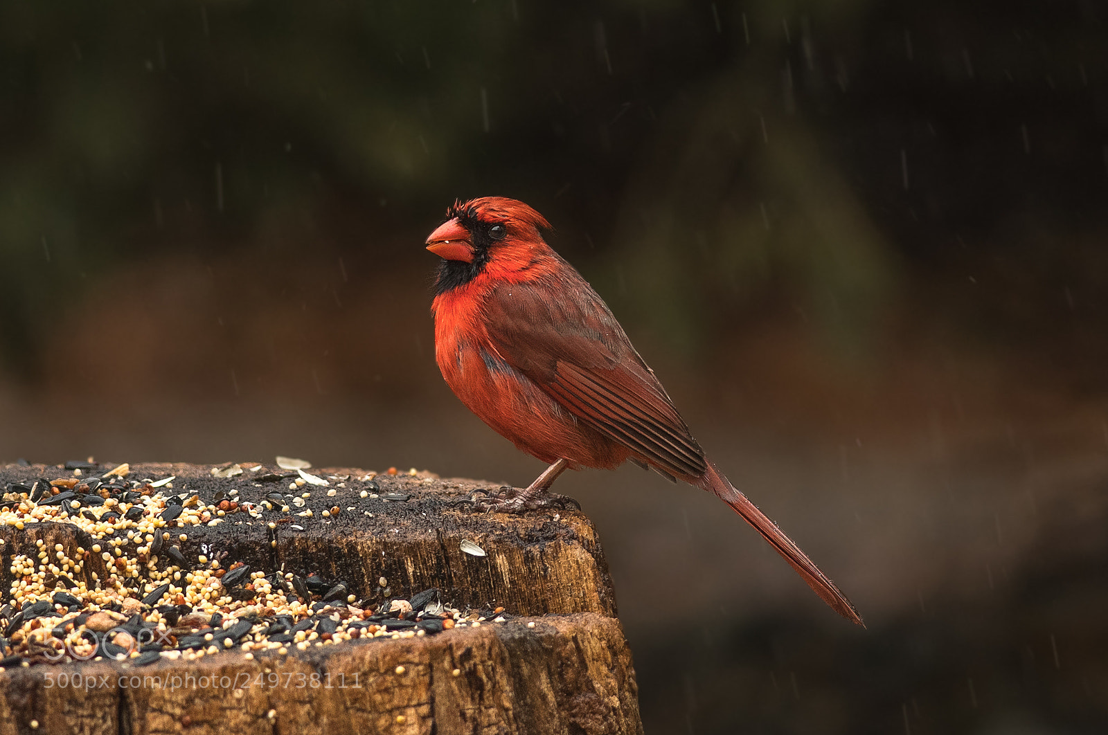 Nikon D500 sample photo. Cardinal in early spring photography