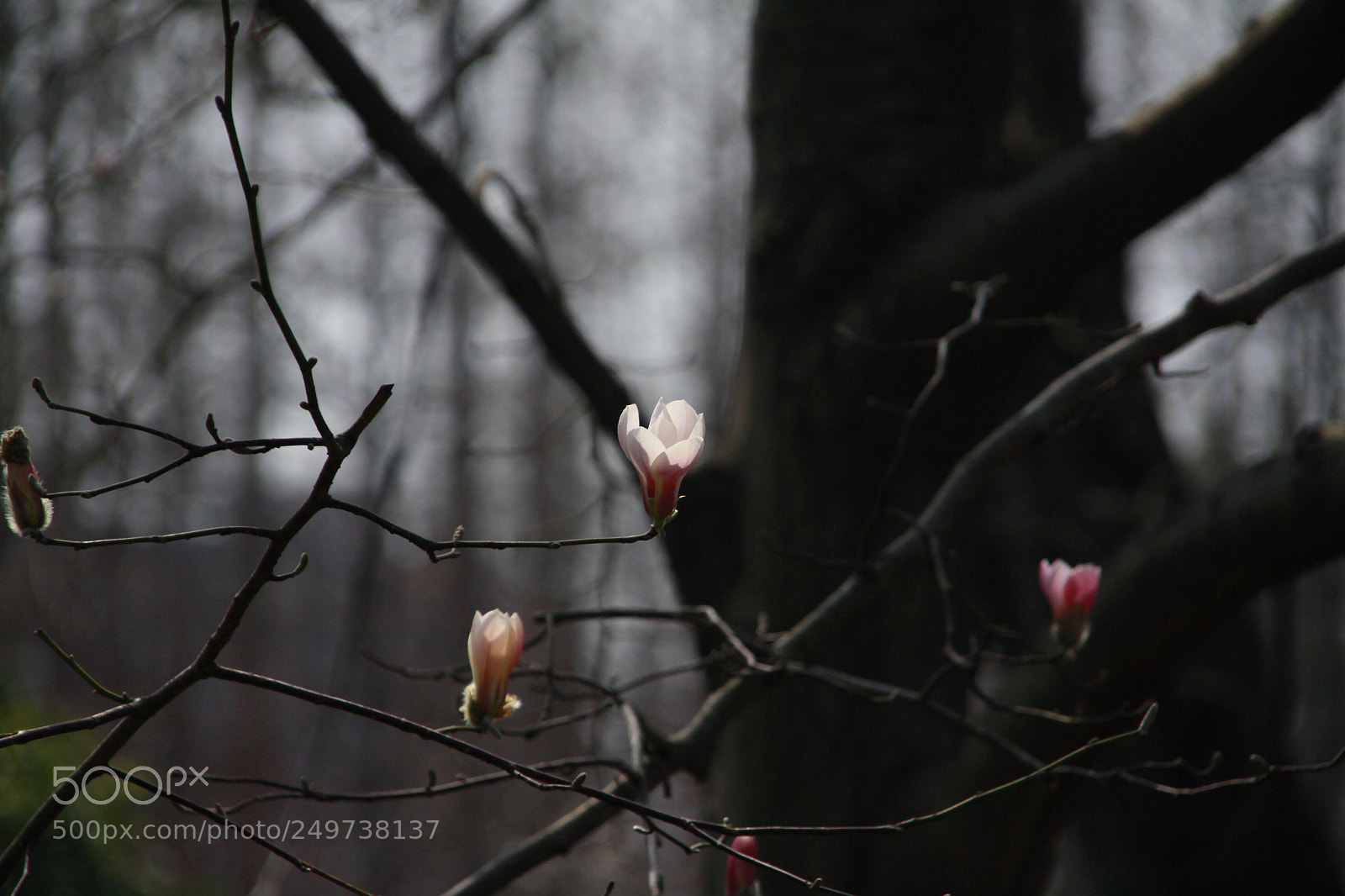Canon EOS 50D sample photo. It silently to send photography