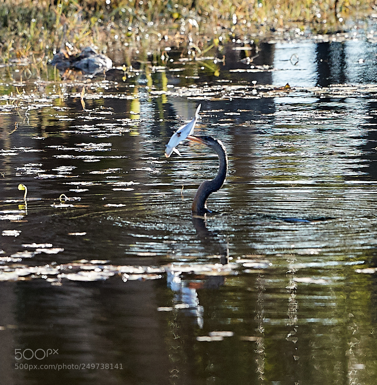 Canon EOS-1D X Mark II sample photo. 03-18-18-0008195.jpg photography