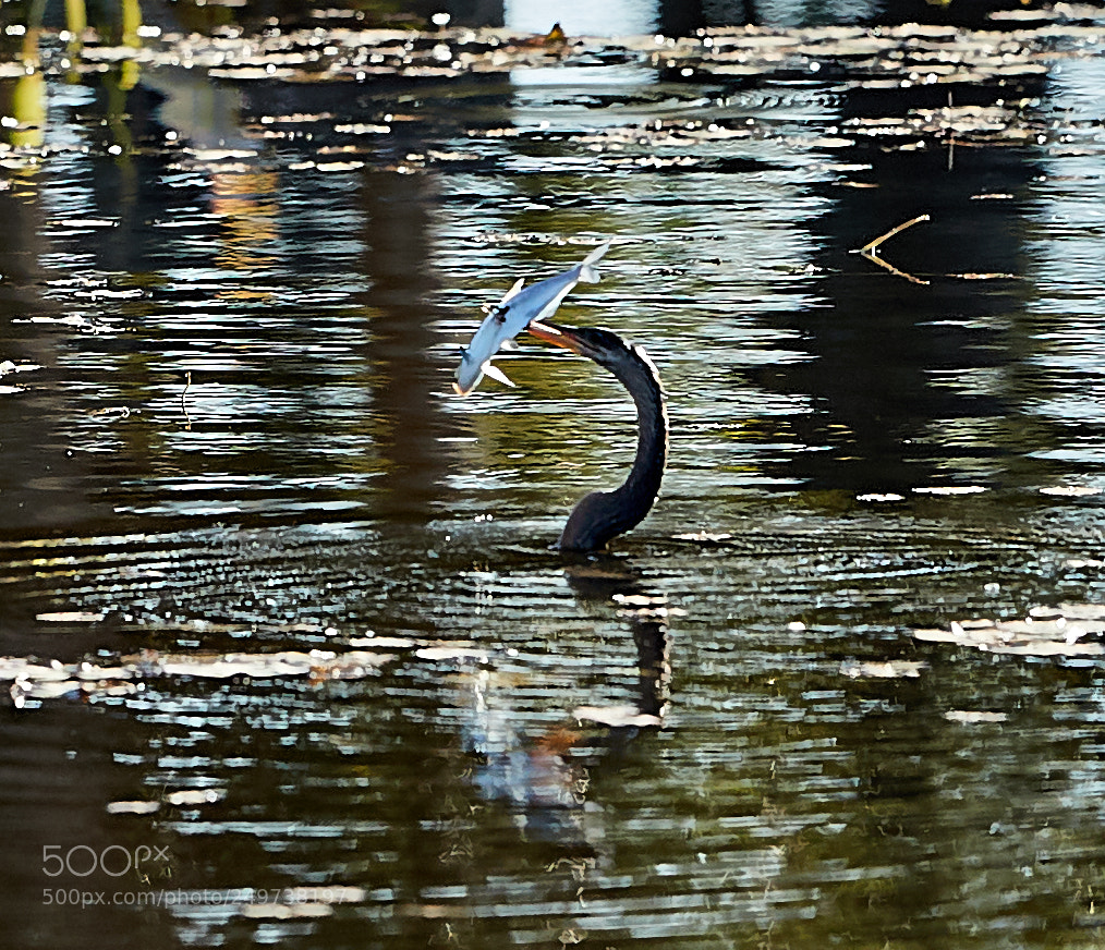 Canon EOS-1D X Mark II sample photo. 03-18-18-0008200.jpg photography