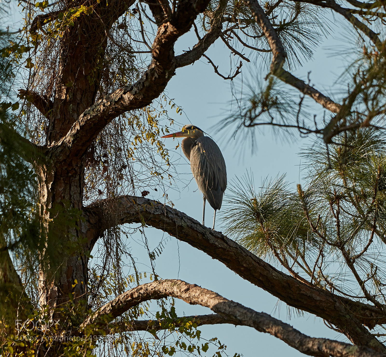 Canon EOS-1D X Mark II sample photo. 03-18-18-0008145.jpg photography