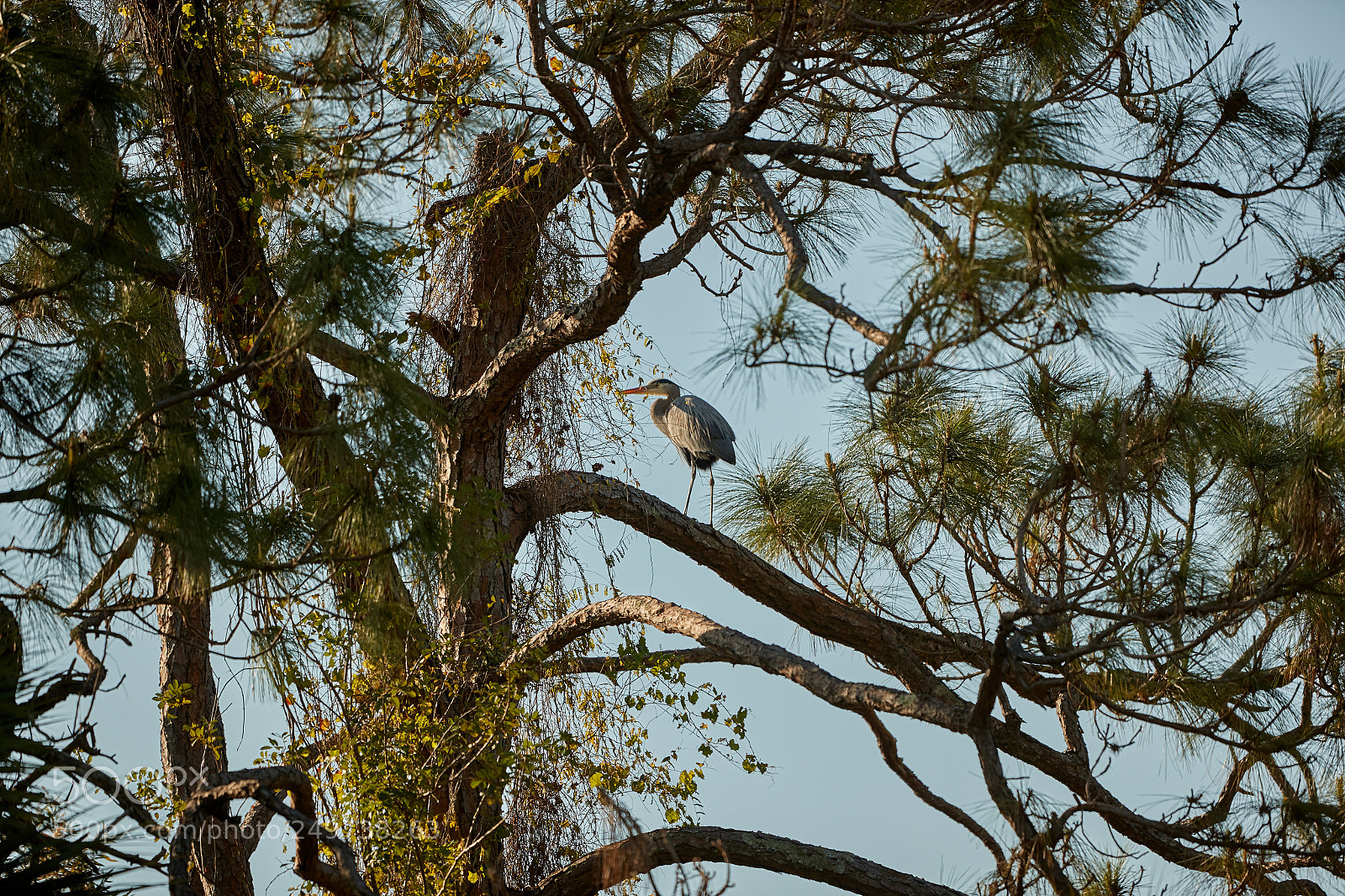 Canon EOS-1D X Mark II sample photo. 03-18-18-0008141.jpg photography