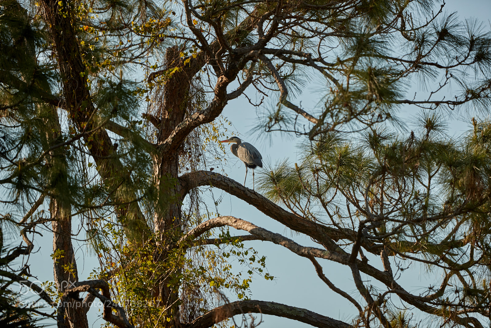 Canon EOS-1D X Mark II sample photo. 03-18-18-0008139.jpg photography