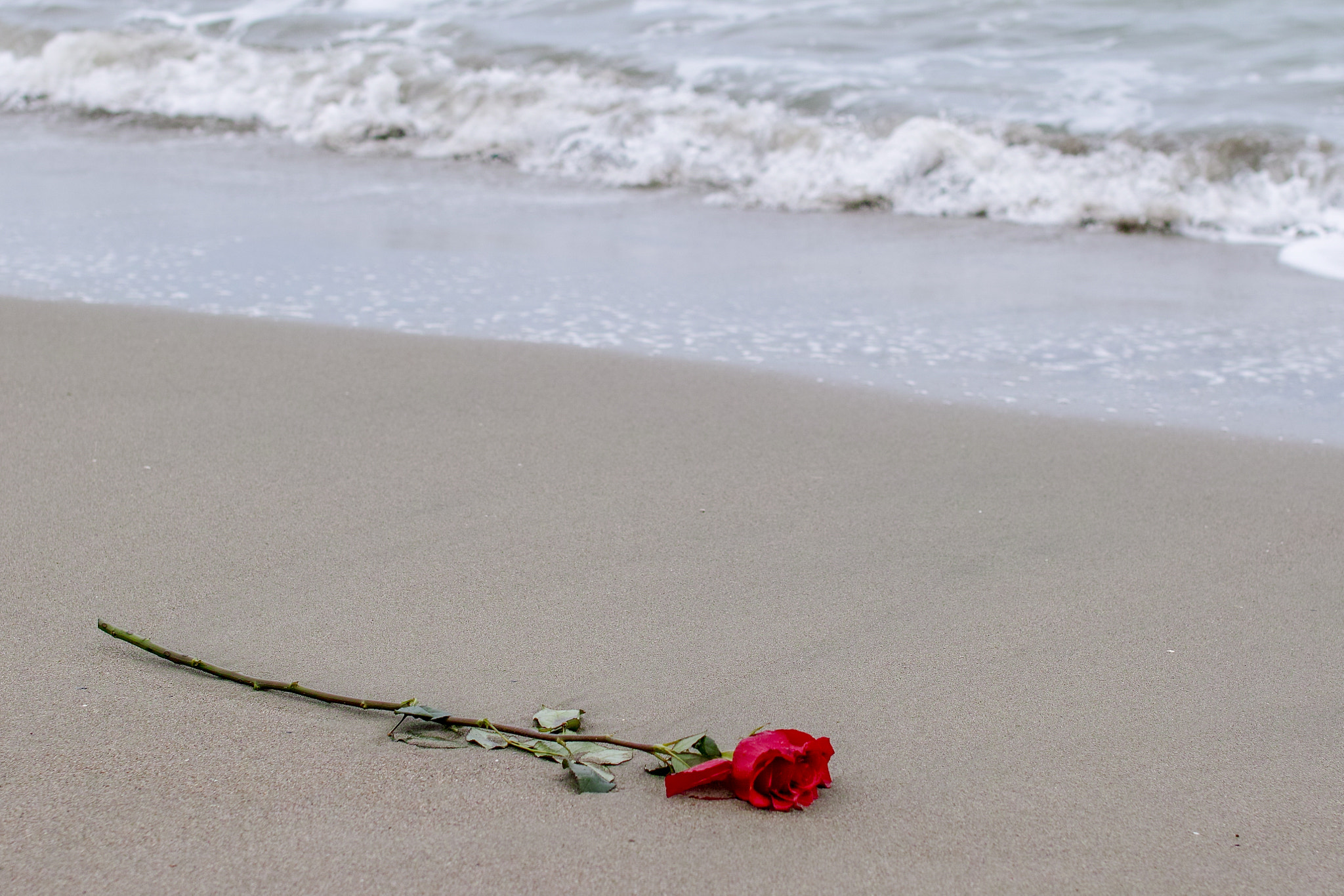 Sigma sd Quattro sample photo. Rosewater photography