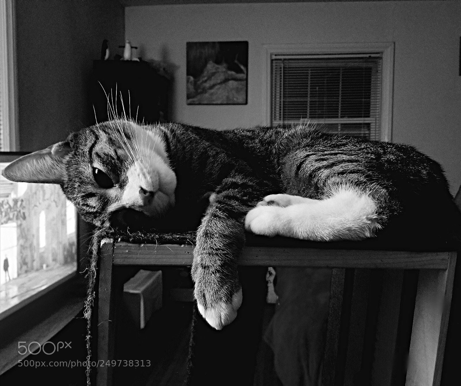 Samsung Galaxy S8 sample photo. A cat's home is photography