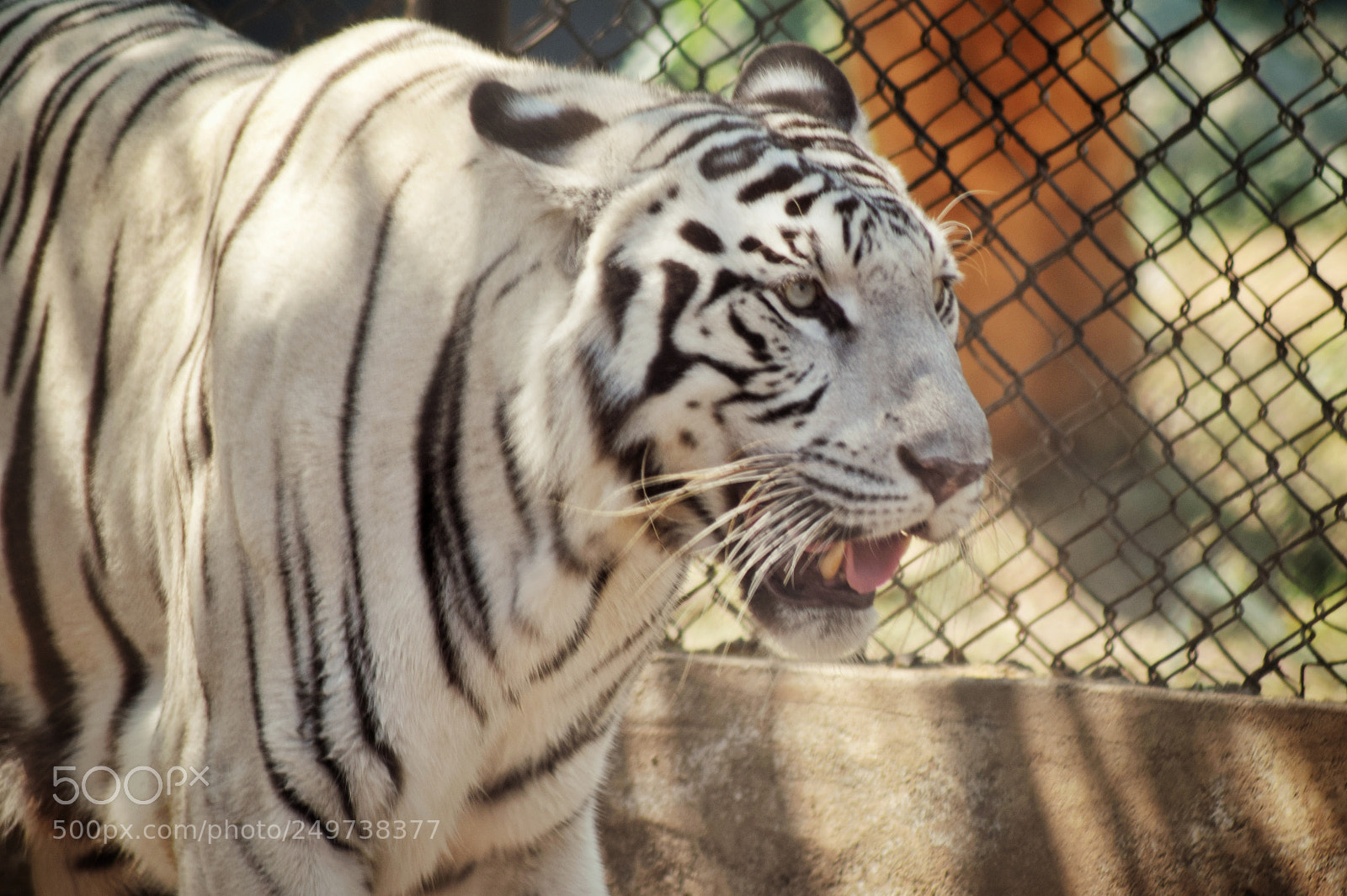 Nikon D3300 sample photo. White tiger photography