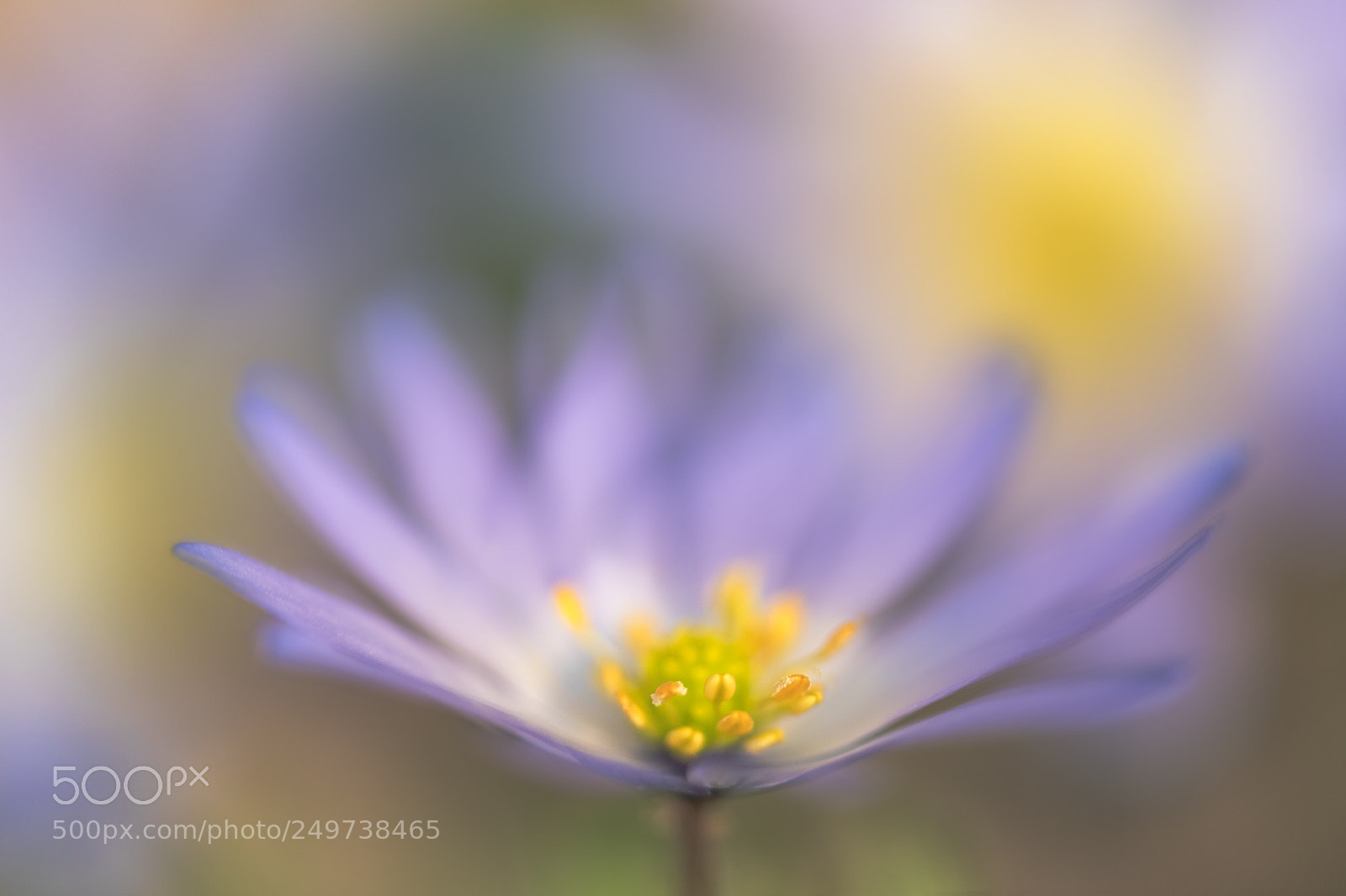 Canon EOS 5D Mark IV sample photo. Anemone blanda photography