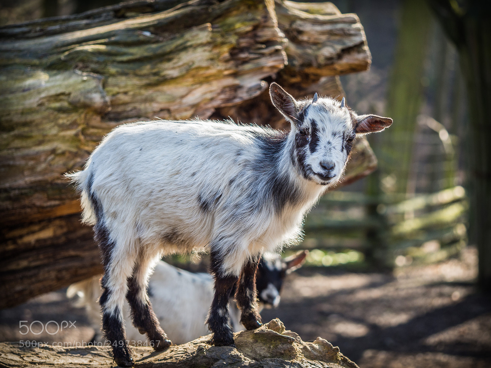 Olympus OM-D E-M10 II sample photo. Baby goat standing on photography