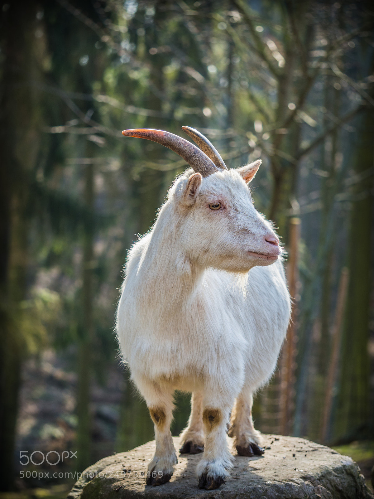Olympus OM-D E-M10 II sample photo. Male white goat standing photography