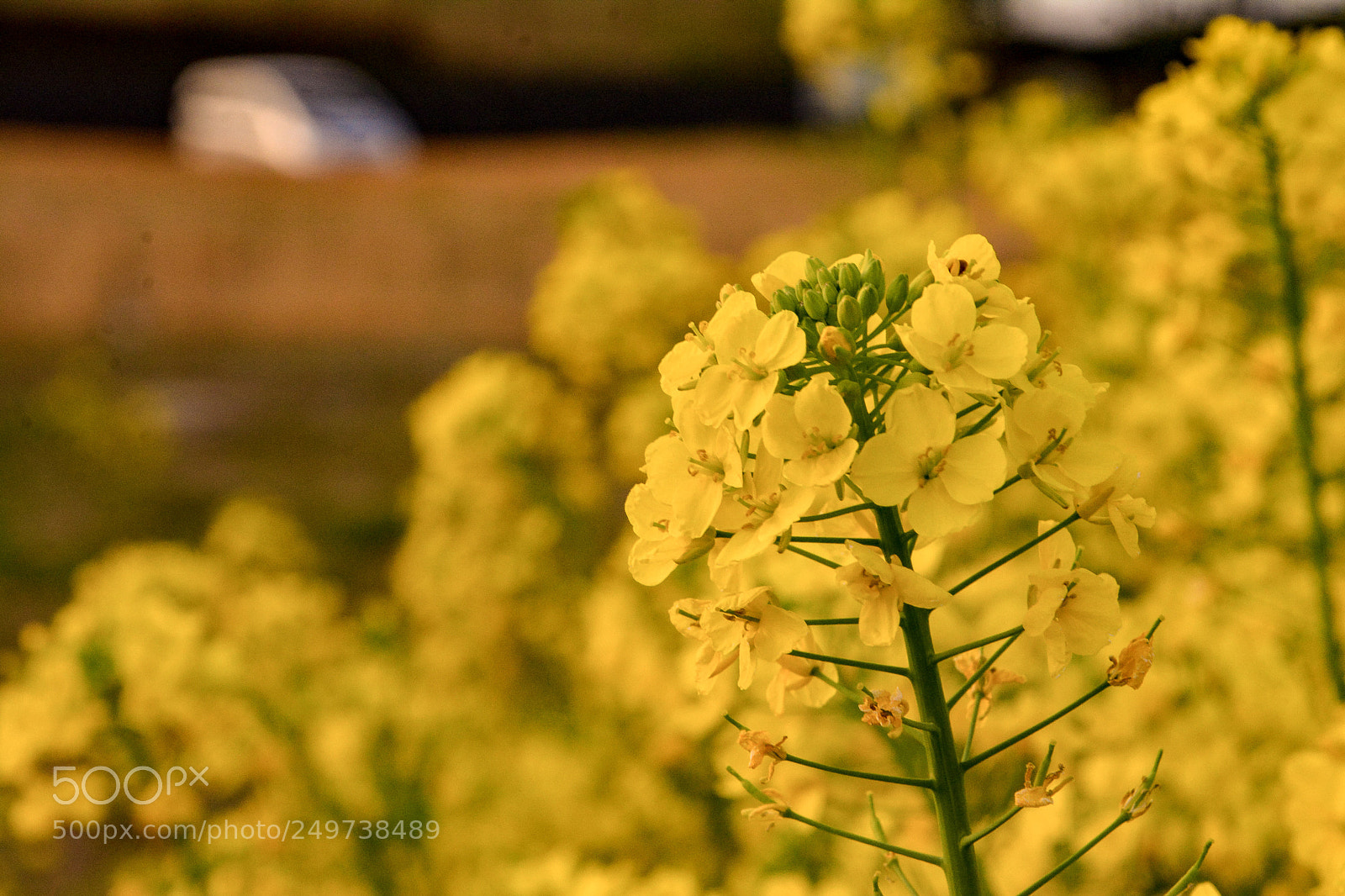 Nikon D7100 sample photo. Canola flowers photography