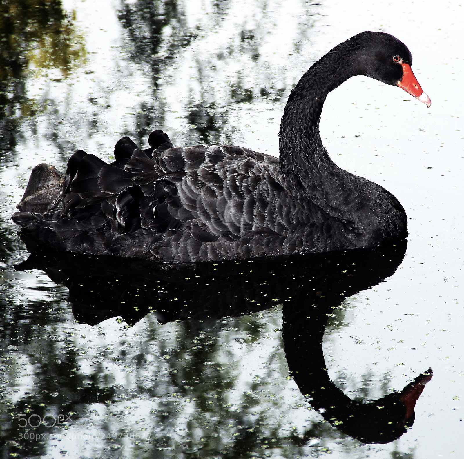 Canon EOS 50D sample photo. Black  swan photography