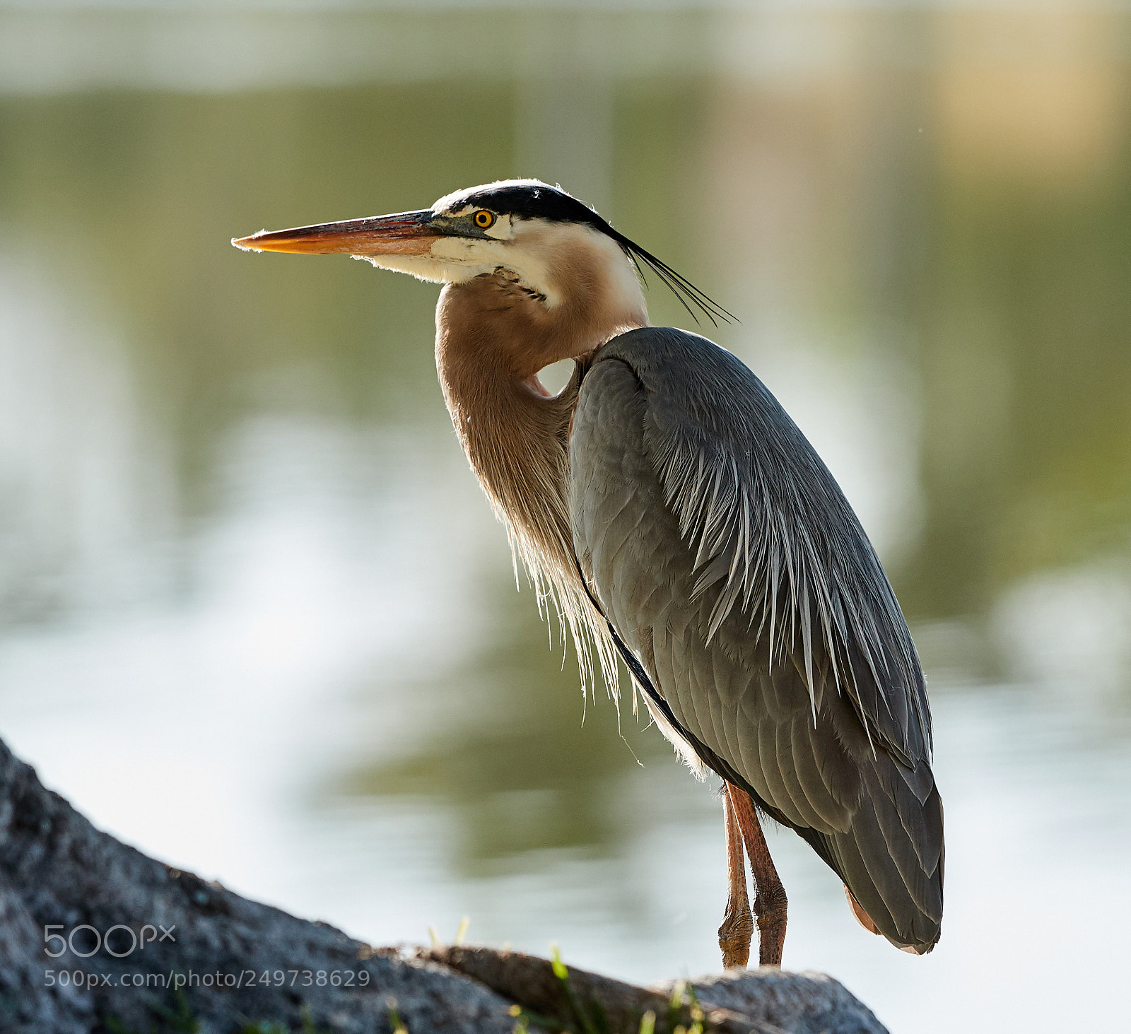 Canon EOS-1D X Mark II sample photo. 03-18-18-0008136.jpg photography
