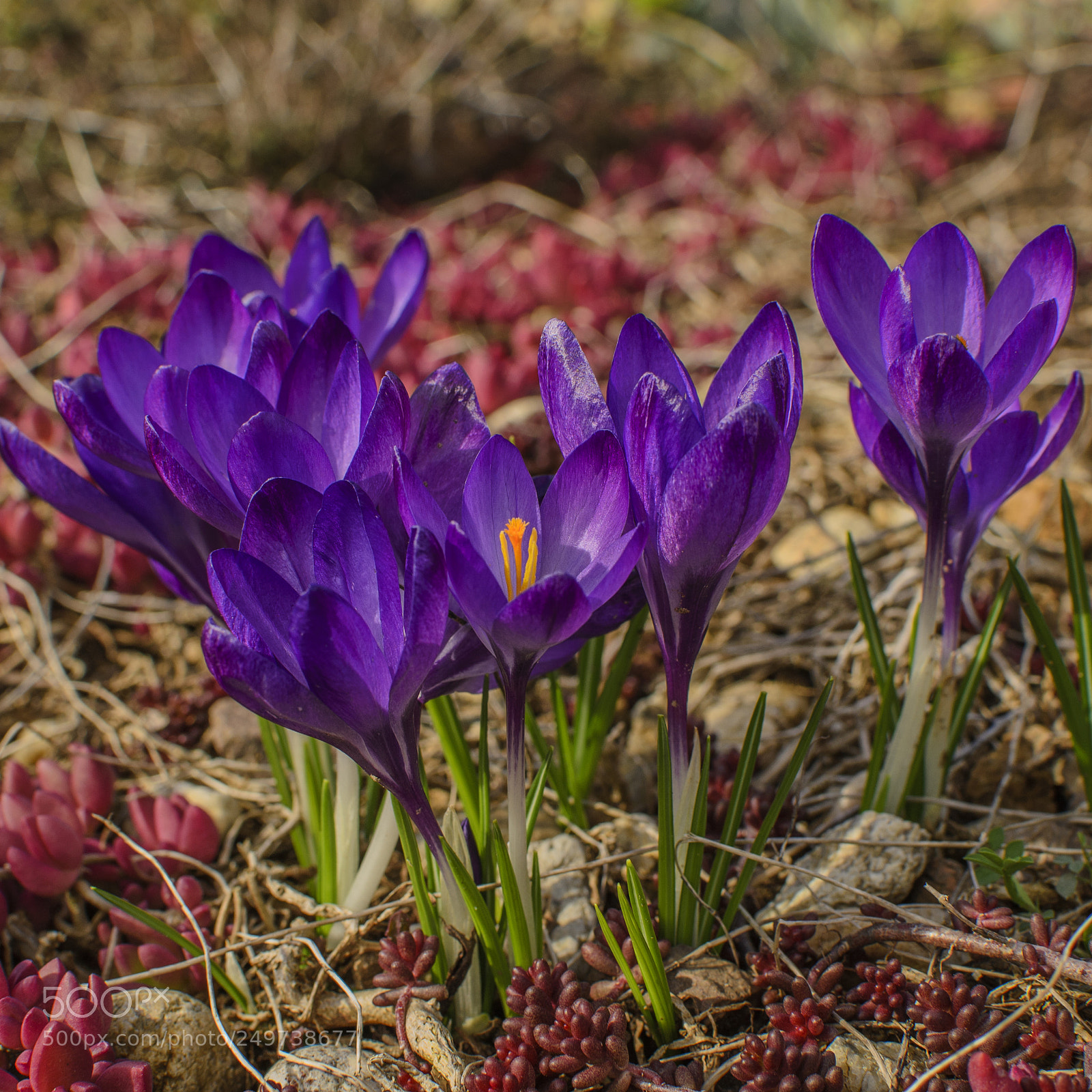 Nikon D3100 sample photo. *** photography