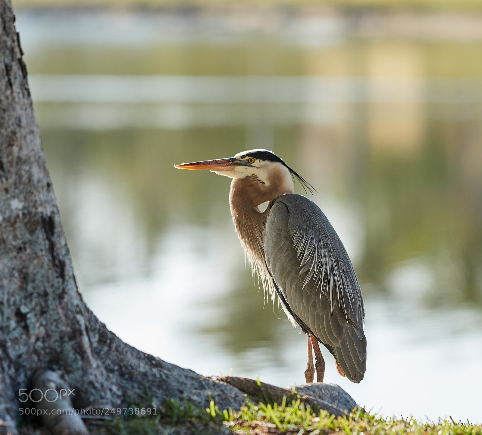 Canon EOS-1D X Mark II sample photo. 03-18-18-0008135.jpg photography
