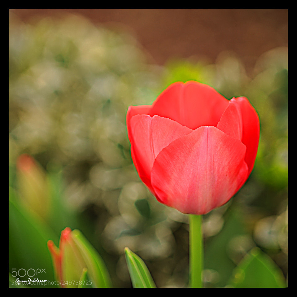 Nikon D700 sample photo. Copy photography