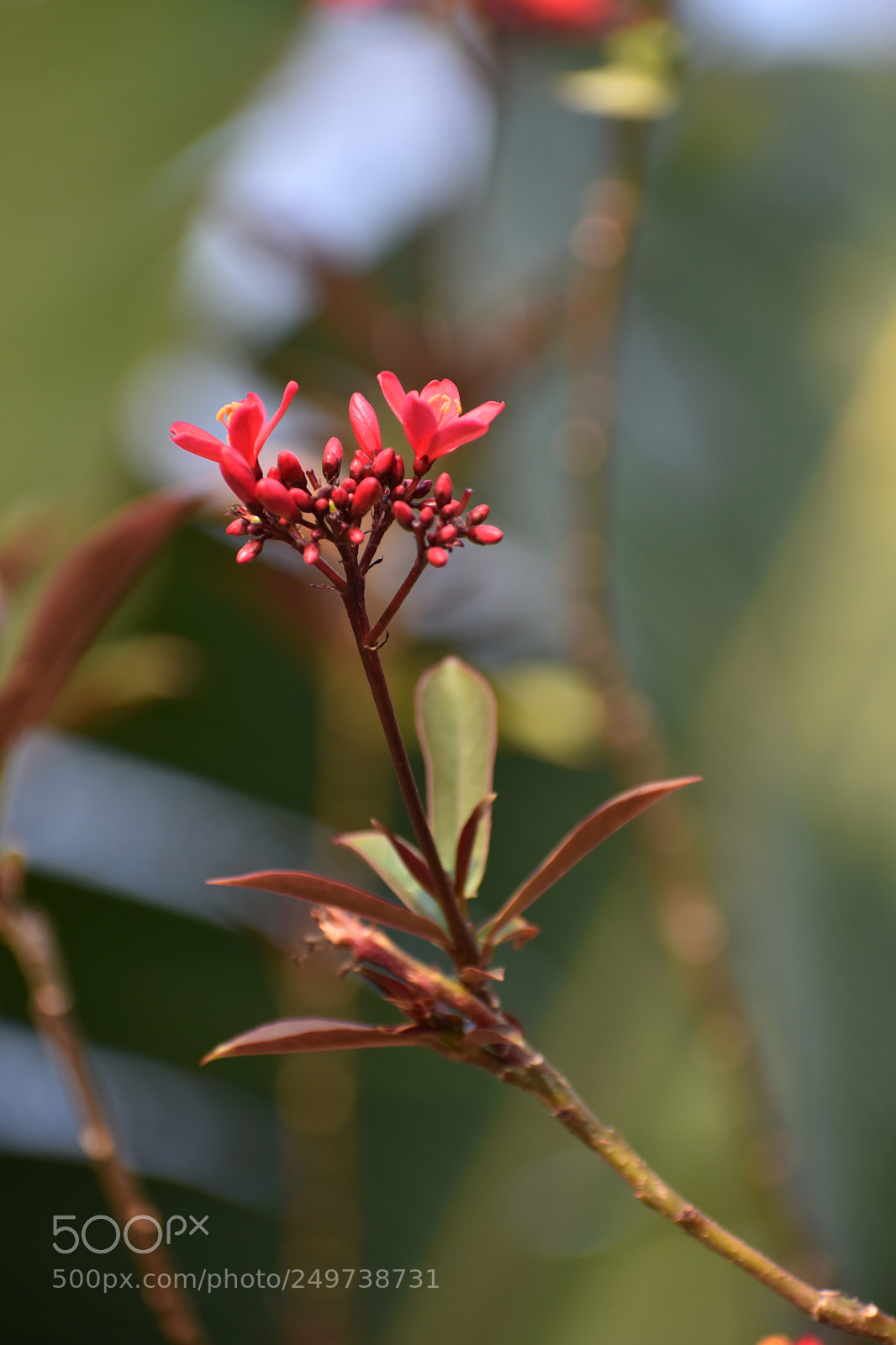 Nikon D7200 sample photo. 琴叶珊瑚 photography