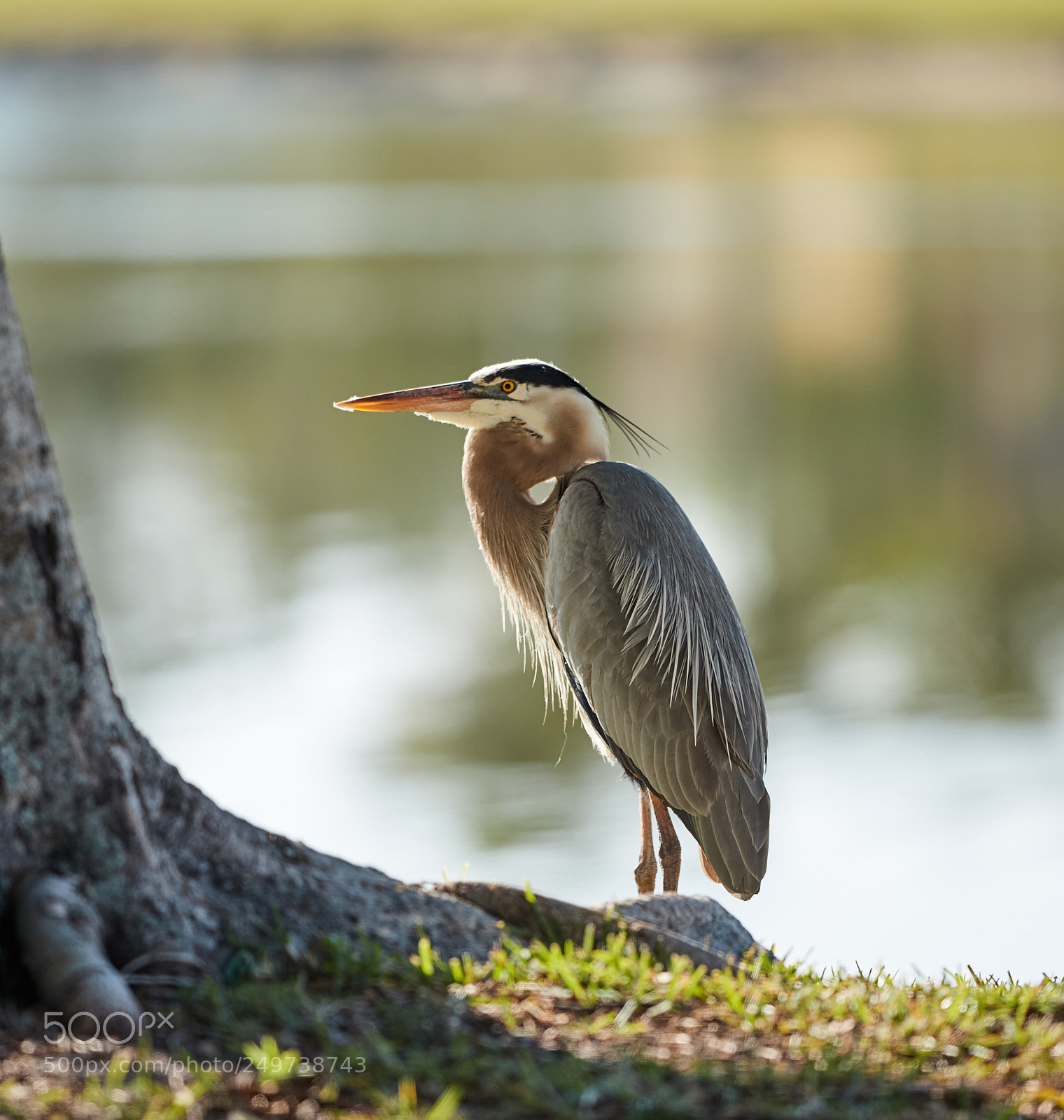 Canon EOS-1D X Mark II sample photo. 03-18-18-0008133.jpg photography