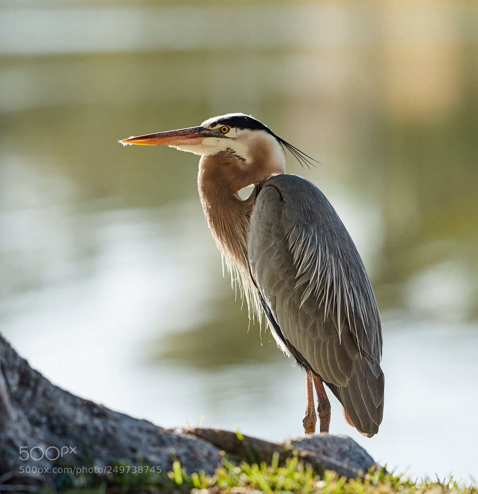Canon EOS-1D X Mark II sample photo. 03-18-18-0008132.jpg photography
