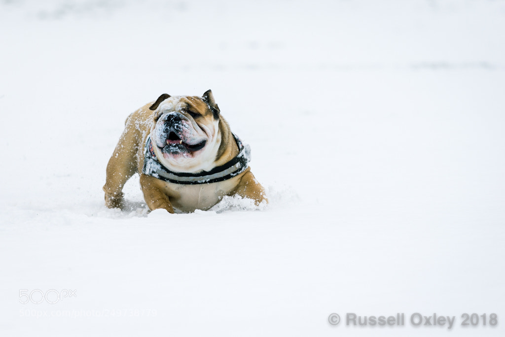 Nikon D610 sample photo. Fun in the snow photography