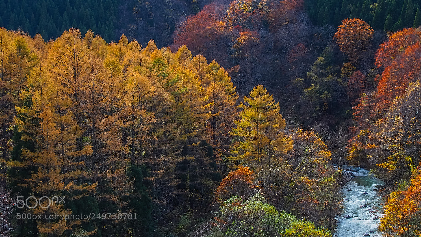 Olympus OM-D E-M5 sample photo. Forest in autumn photography