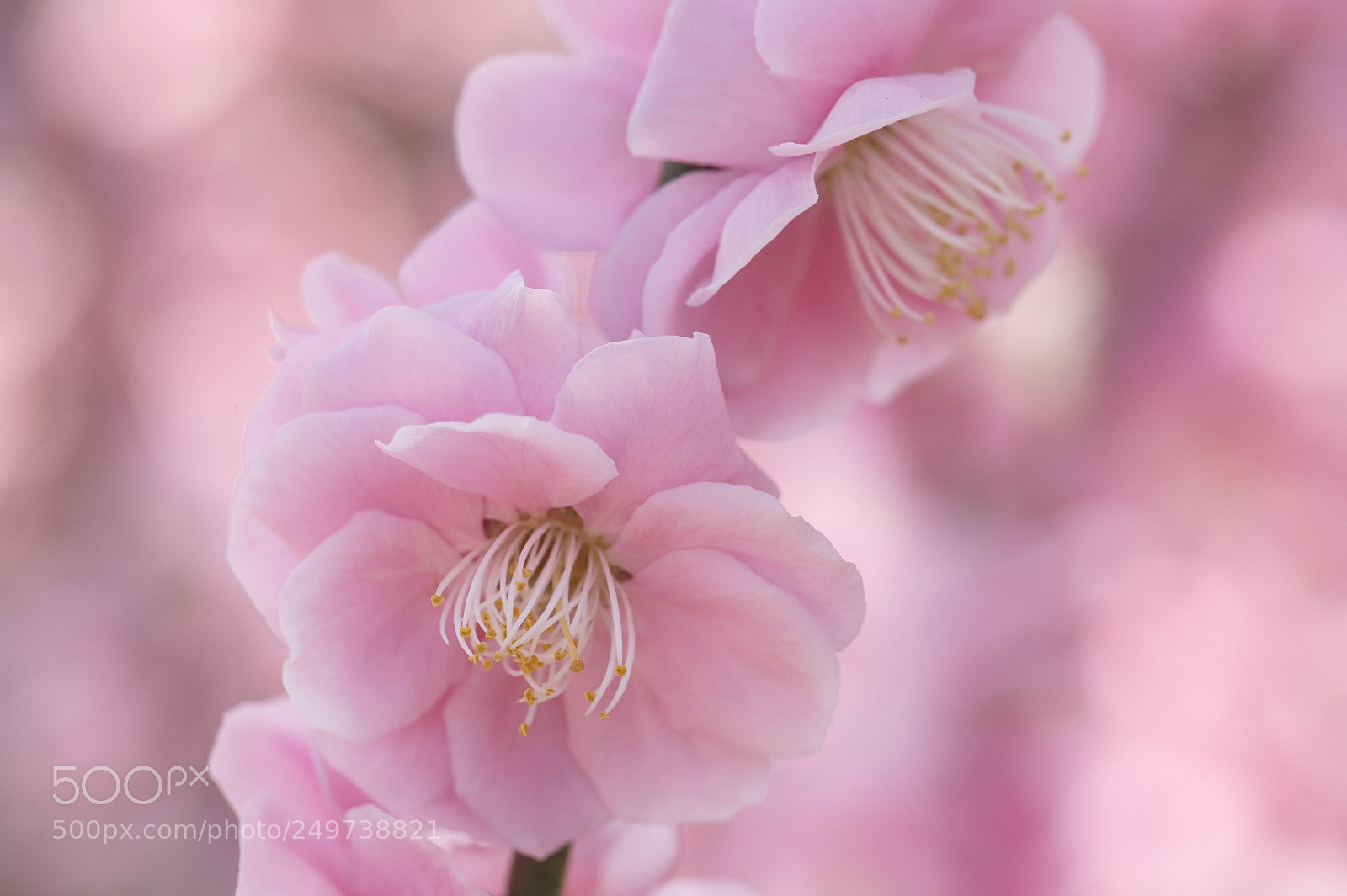 Canon EOS 6D Mark II sample photo. Plum blossoms photography