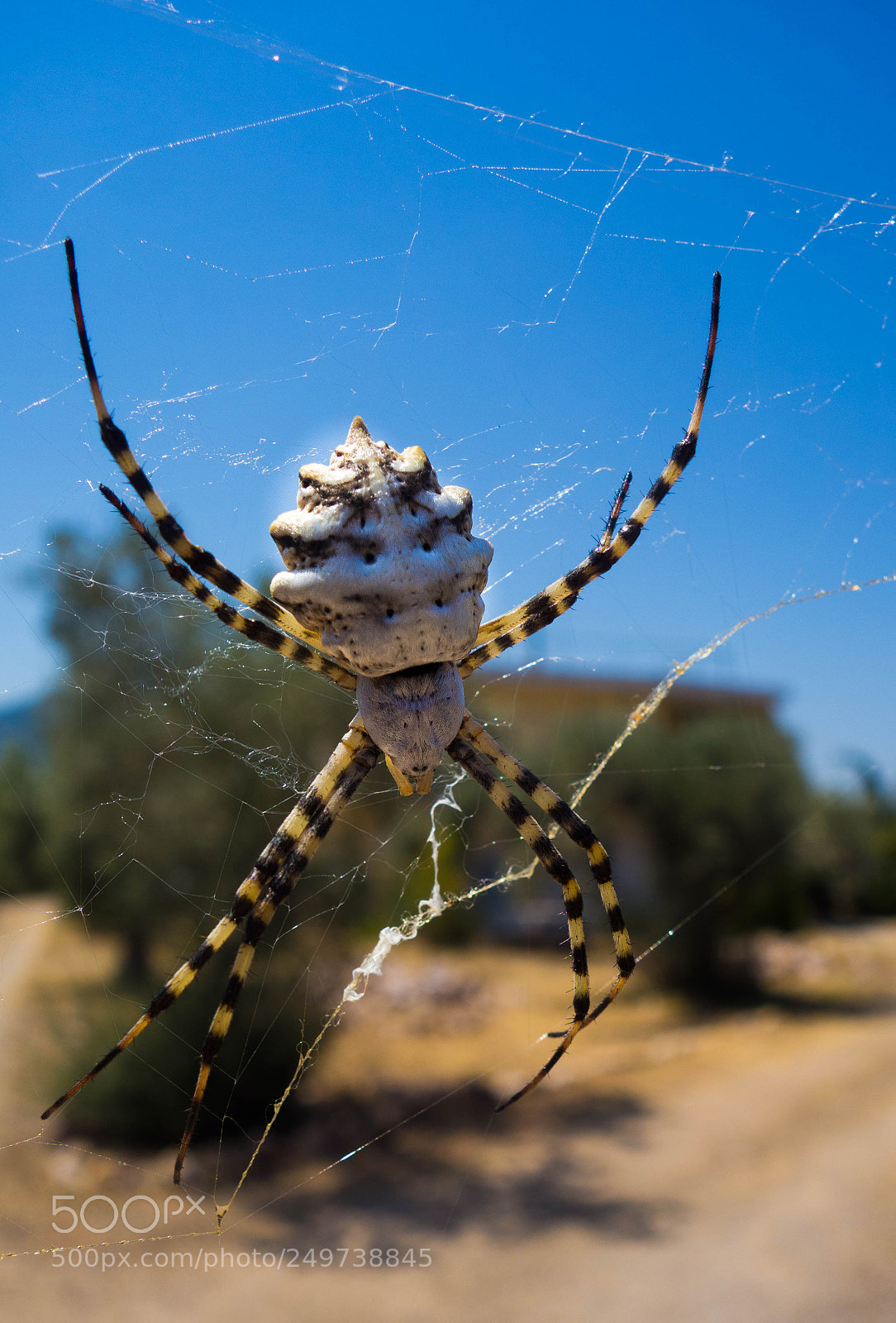 Sony Cyber-shot DSC-RX100 sample photo. Spider resting on its photography