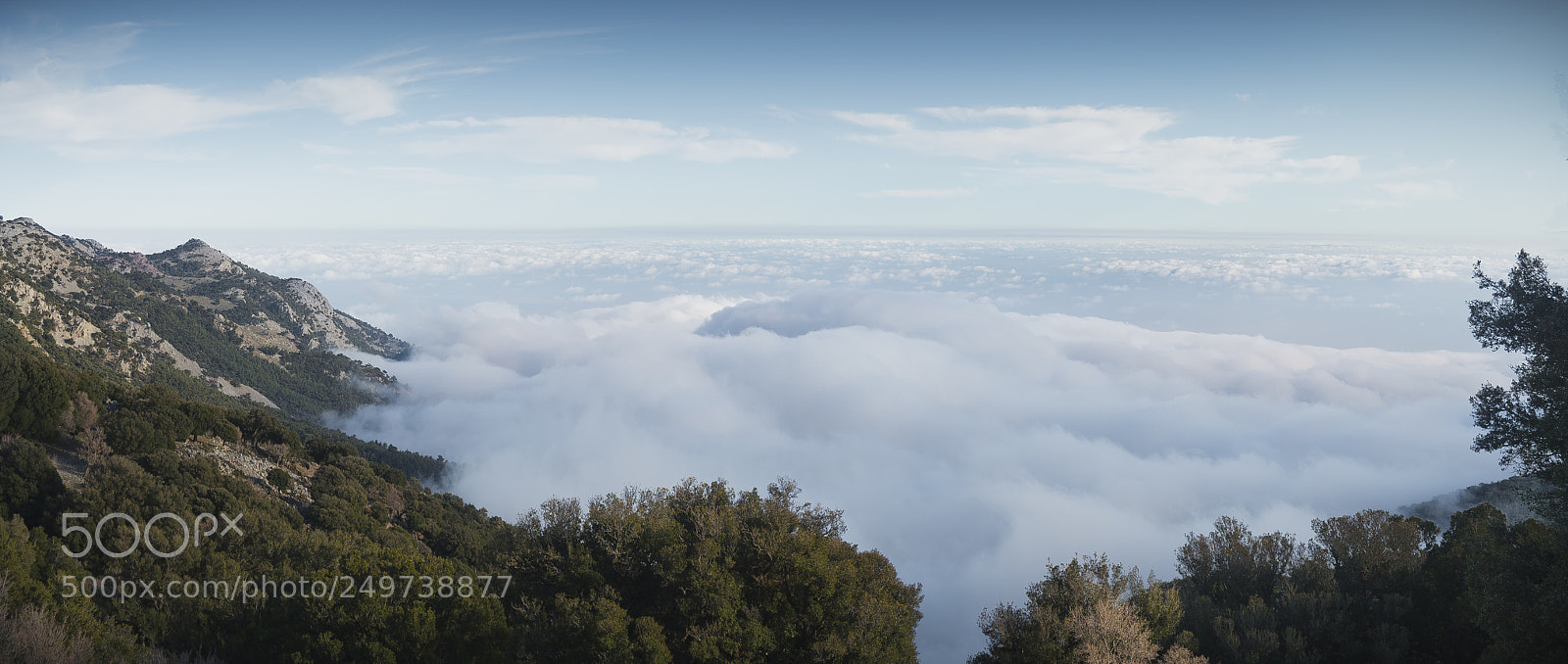 Nikon D3100 sample photo. Forest above the clouds photography